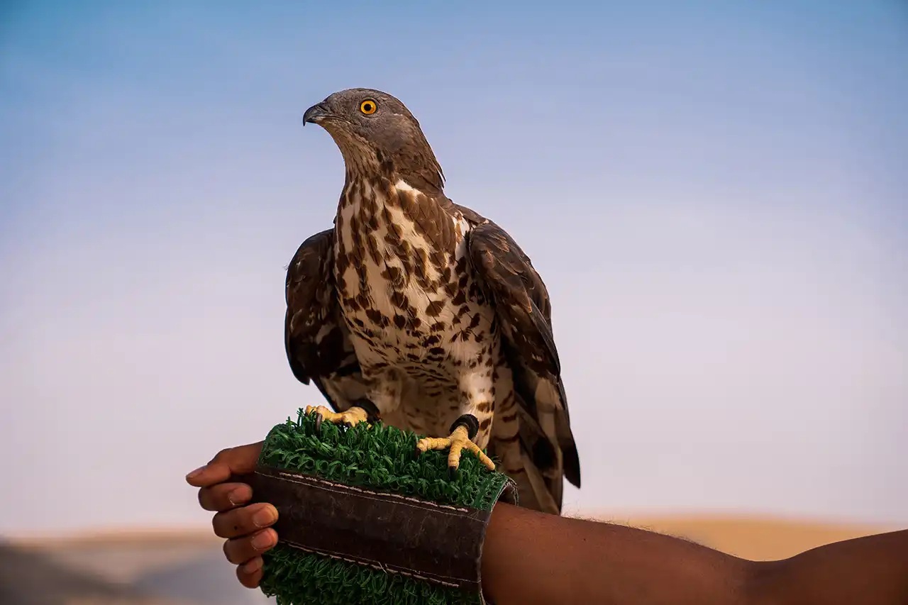 Close-up of a falcon on a handler’s arm during a desert safari falconry experience in Dubai