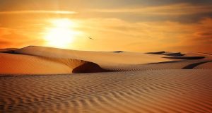 Desert Photography