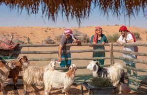 Desert Safari Dubai